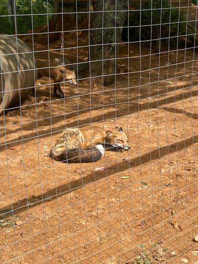 Fox curled up sleeping behind a fence