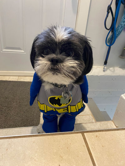 A little dog wearing a batman costume